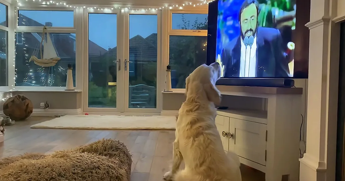A golden retriever sits on its hind legs, attentively watching a TV screen.