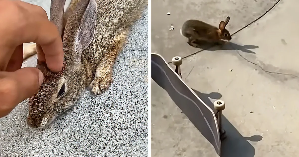 A person pets a rabbit on the left, while a rabbit sits near a skateboard on the right.