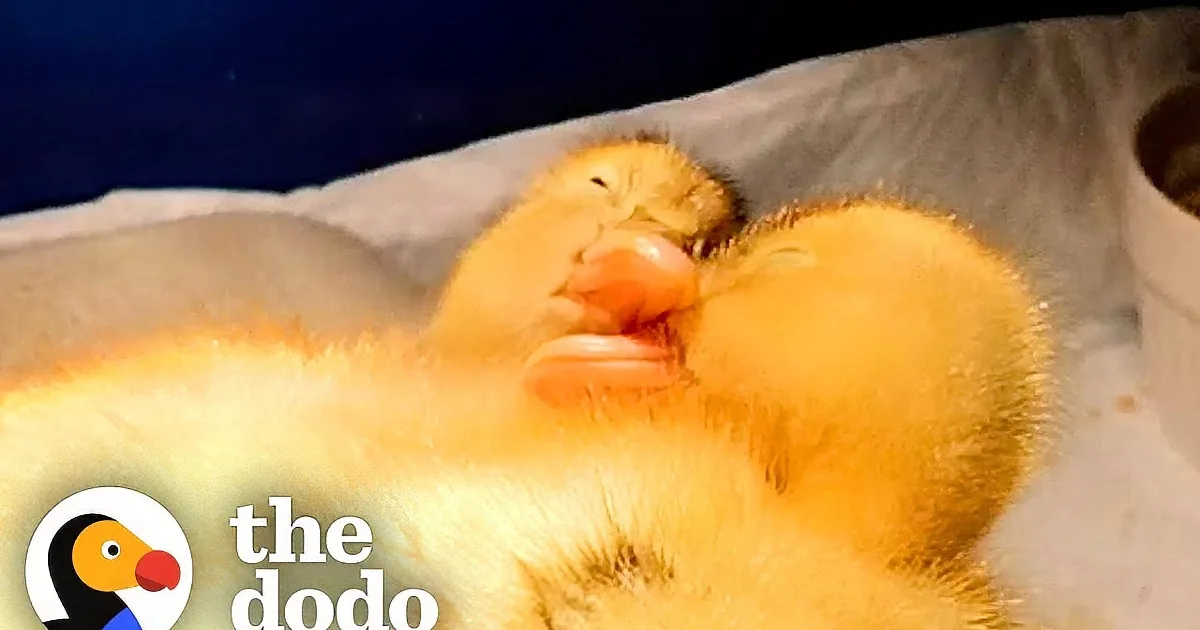 Two Little Ducks Who Can't Fly Follow Their Human Mom Everywhere