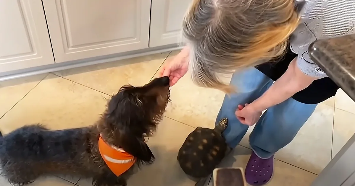 A dog wearing an orange bandana stands on its hind legs, reaching up to a person's hand, while a tortoise sits on the...