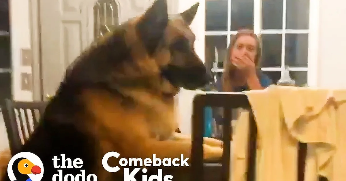 A dog is walking up stairs, while another dog sits at a table with people, looking at a phone.