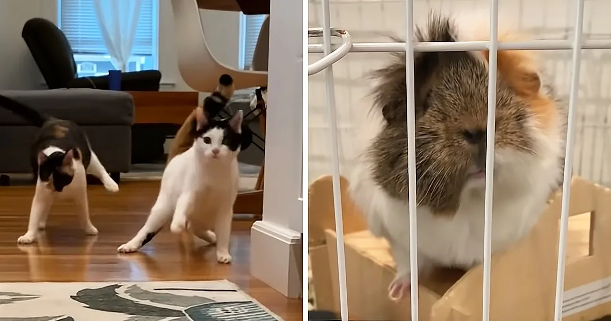A cat sits on a wooden floor, looking at another cat behind it, while a fluffy animal peers through a cage.