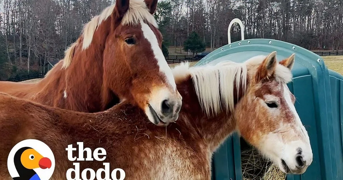 A brown horse and a white foal stand on a grassy field, facing each other.