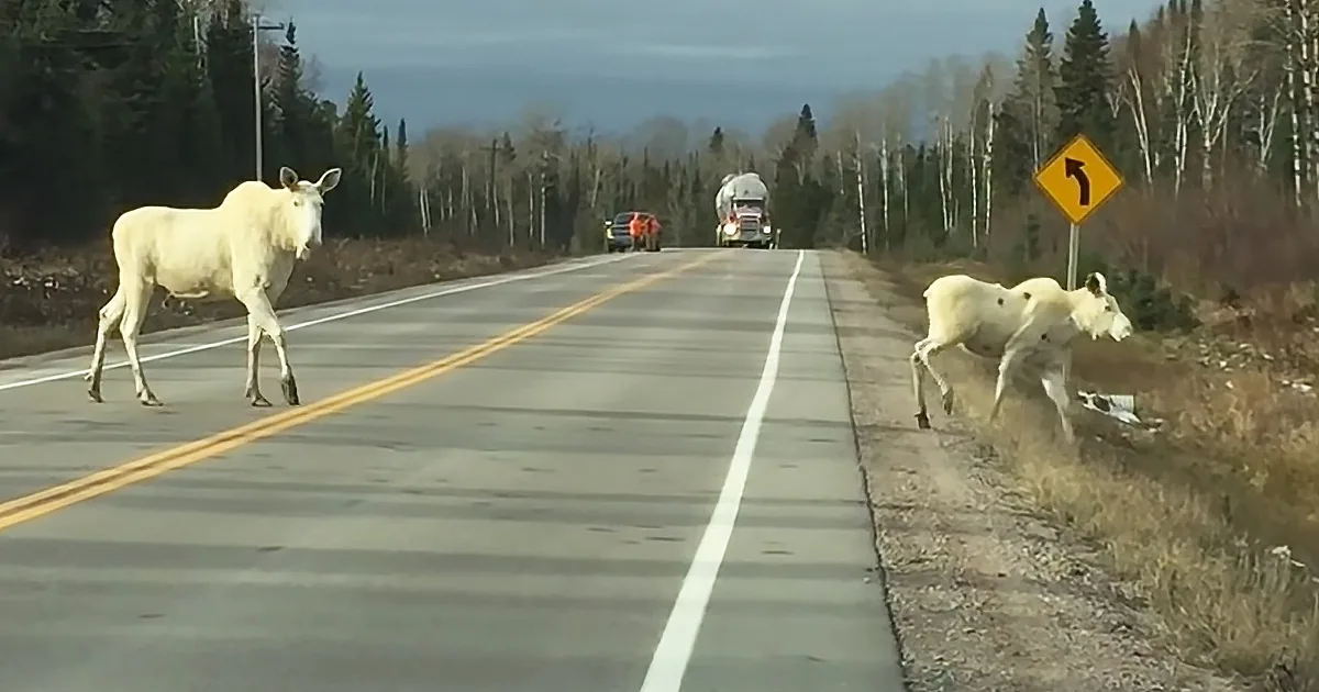 Exceptionally Rare Spirit Moose With Her Calf Spotted on Canadian Highway