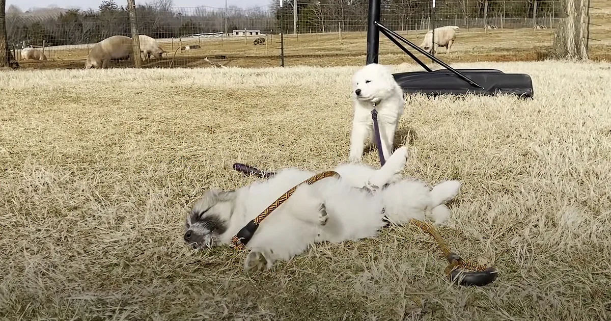 Hilarious Rescue Puppies Are Delighted to Meet New Animal Siblings