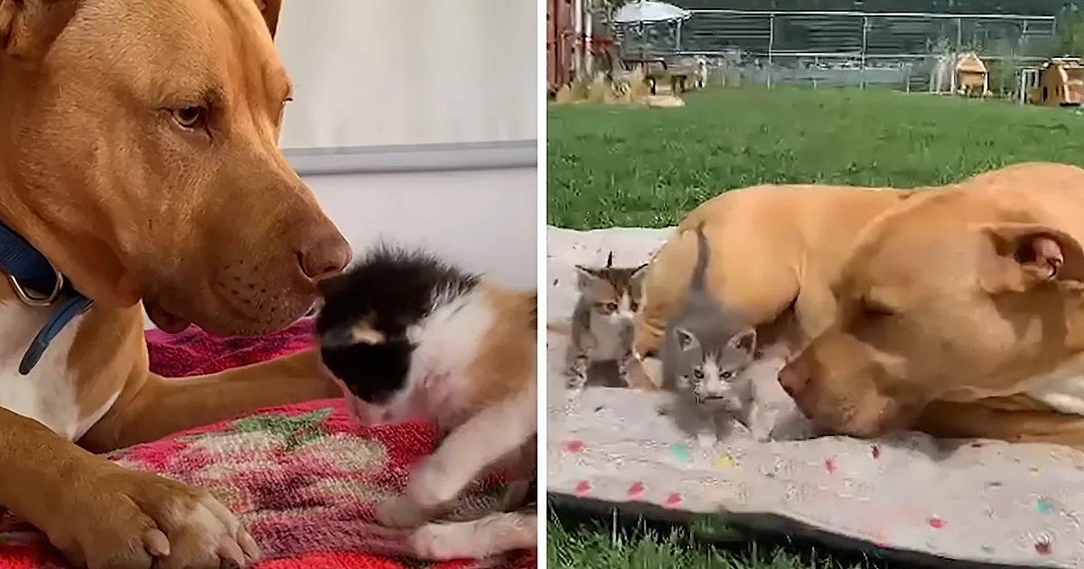 A dog gently interacts with kittens on a blanket, showcasing a heartwarming moment of interspecies friendship.
