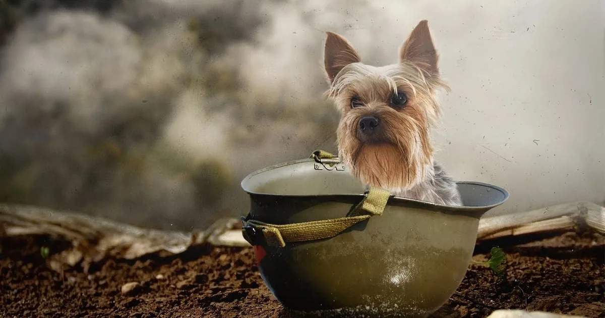 The Powerful True Story of a Navy Seal and the Dog Who Saved His Life