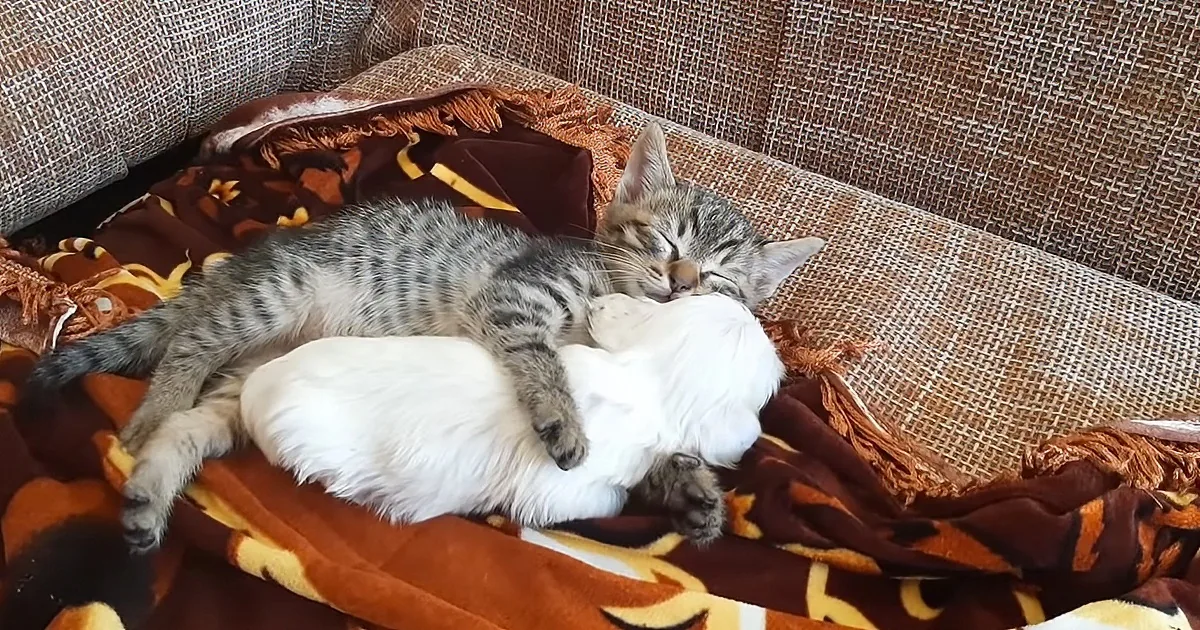 A tabby kitten cuddles with a white cat on a brown blanket with fringe on a couch.
