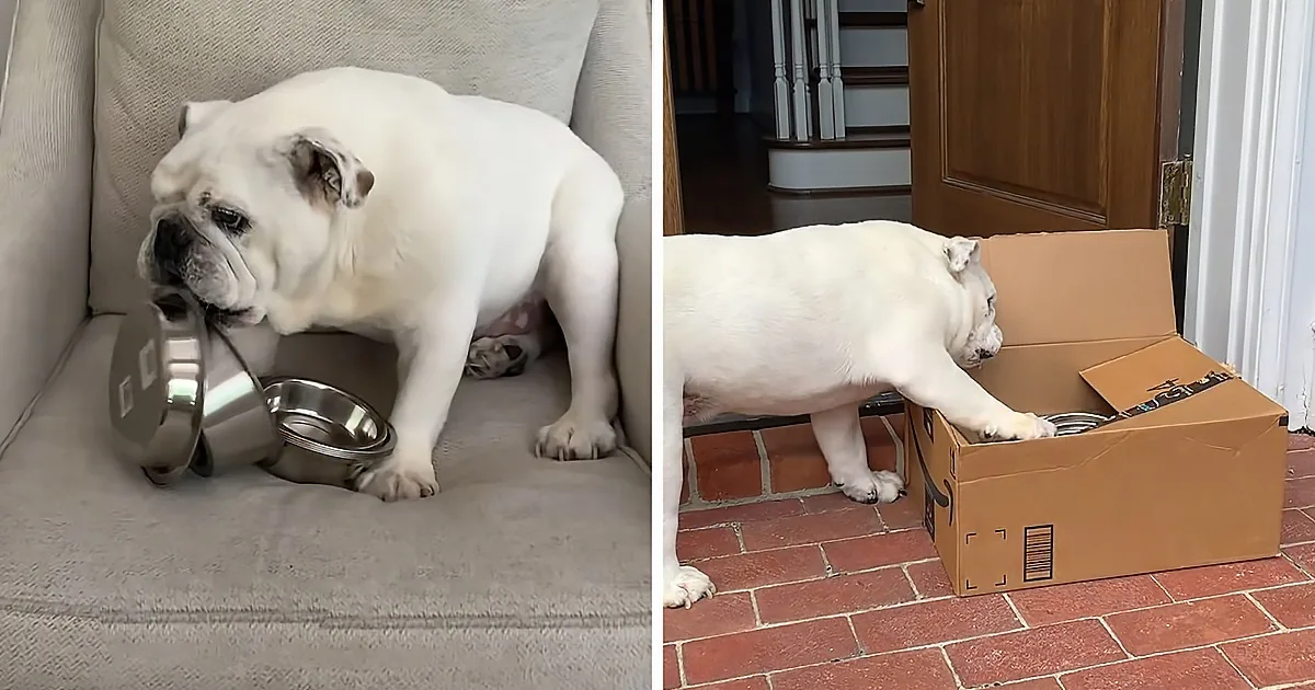 A white bulldog is shown in two scenes: one eating from a bowl on a couch, the other exploring a cardboard box outside.