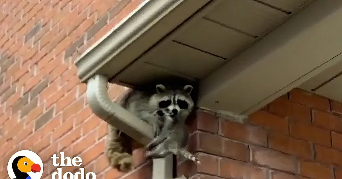 Worried Mama Raccoon Reunites With Her Babies After Daring Roof Rescue