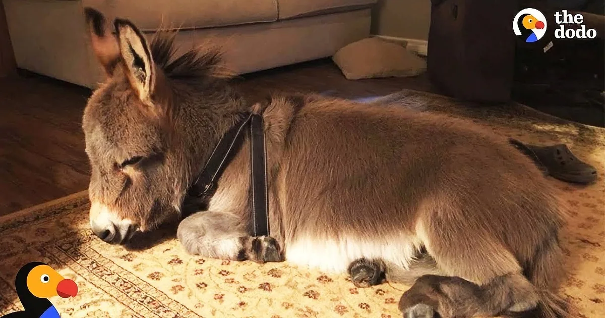 'Donkey Dog' Fetches and Is House-Trained Just Like His K9 Siblings
