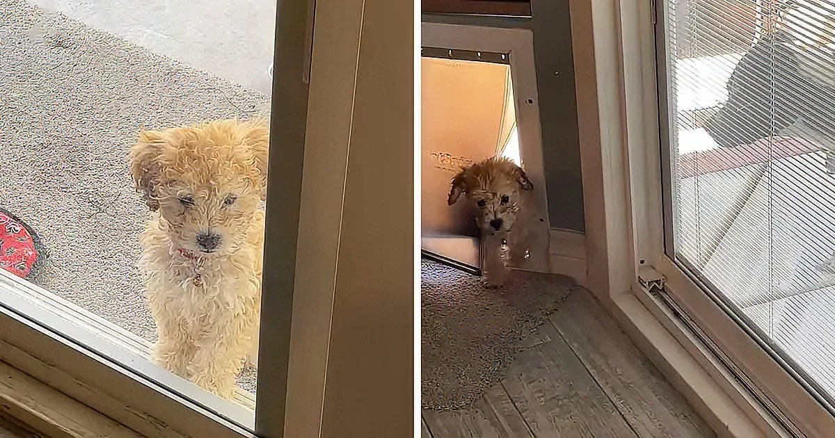 A fluffy, light-colored dog with a red collar looks out through a glass door, standing on a carpeted floor.