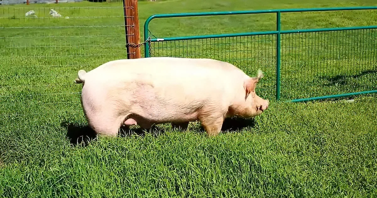 Adorable Rescued Pigs See Grass for the First Time