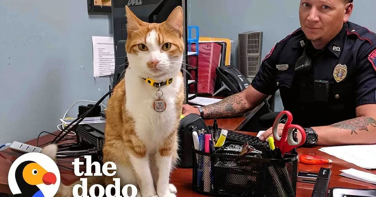 A cat wearing a police badge collar sits on a desk next to a police officer in uniform.