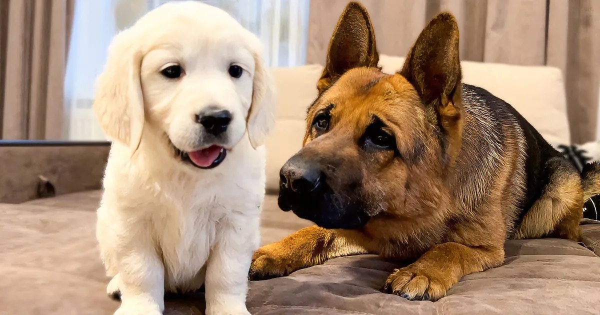 A white puppy and a German Shepherd dog are sitting on a bed, looking at the camera.