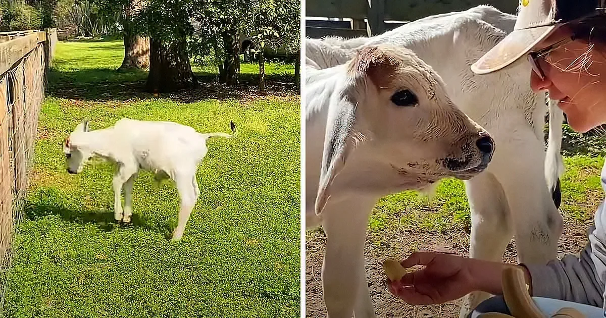 A white calf stands on grass, while a person feeds it a treat in a sunny outdoor setting.