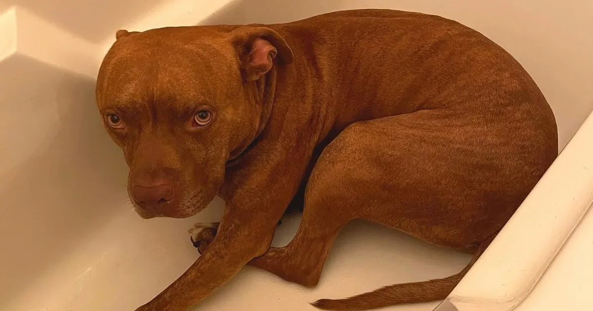 A dog wearing a harness is pulling a large, muddy fish out of the water.