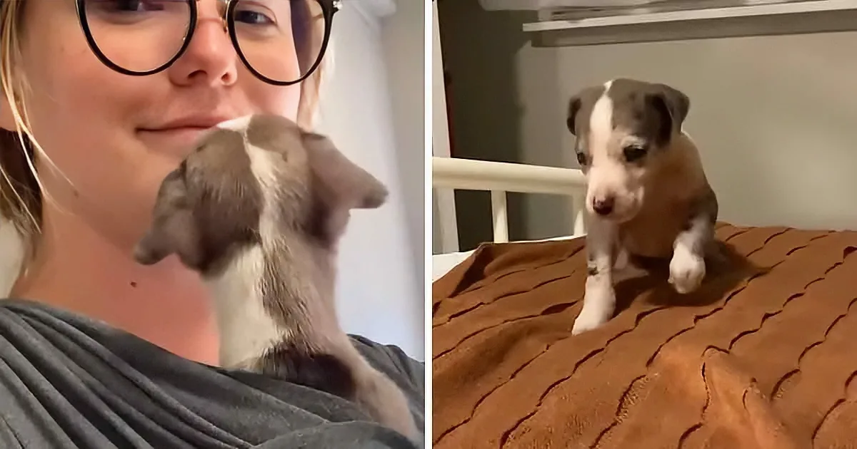 A woman holds a small puppy in her arms, while another puppy stands on a bed, looking curious.