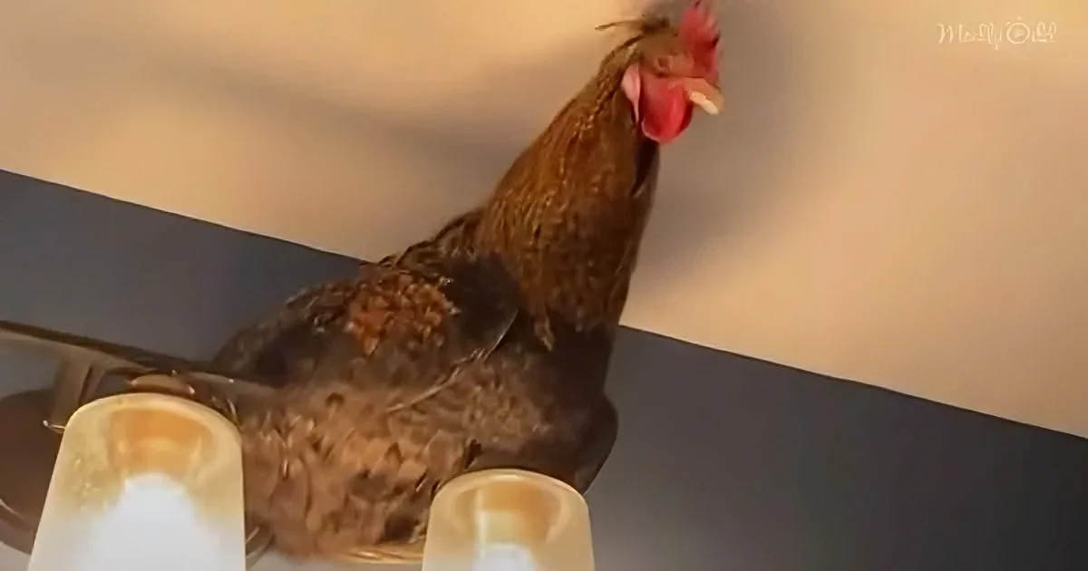 A rooster perches on a shelf, its head turned to the side, with a white object in front of it.