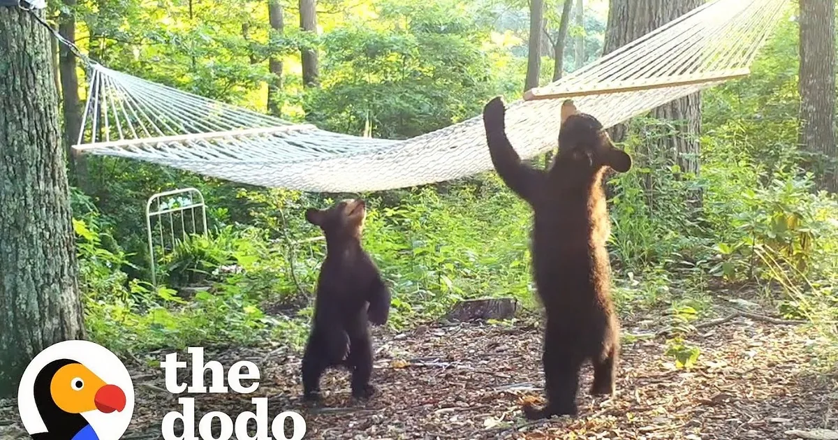 Two bear cubs stand on hind legs, reaching for a hammock in a forest setting.