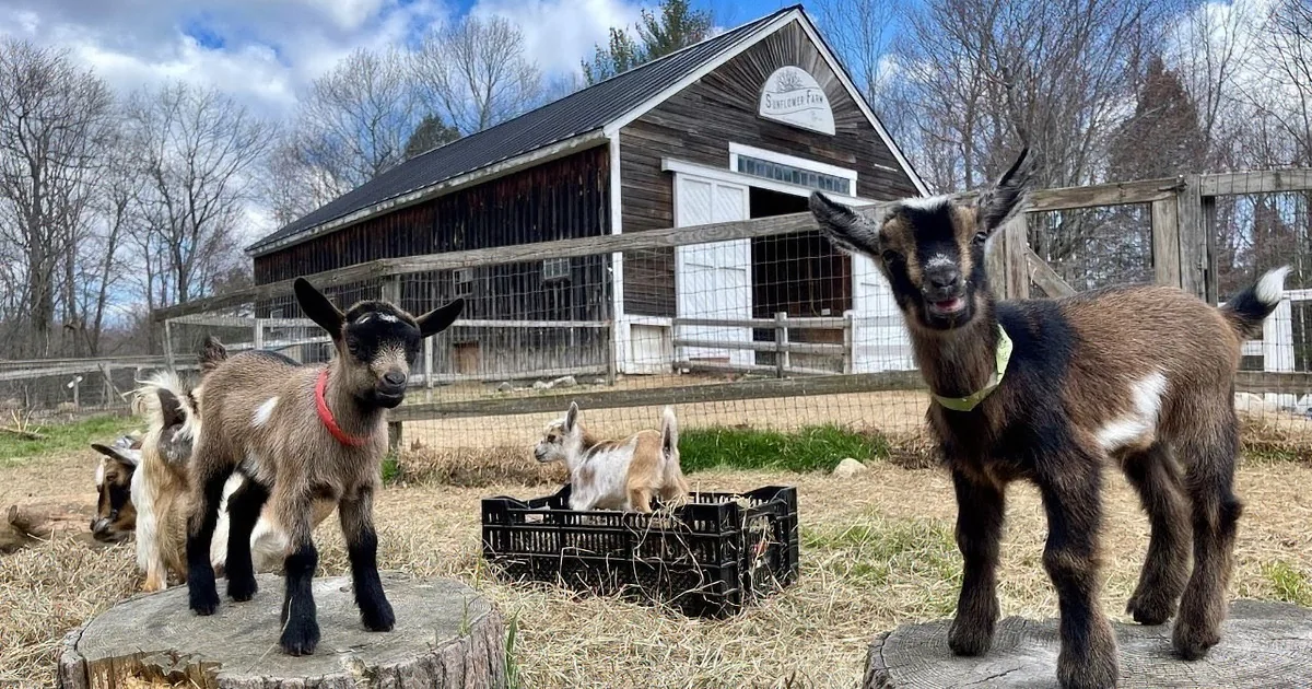 A mother goat rests on hay as her playful kids climb and interact around her.