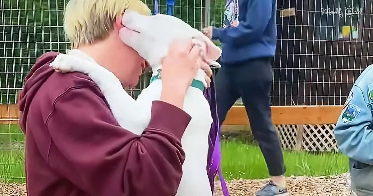 A person in a maroon hoodie holds a white piglet close, with another person in a blue hoodie in the background.