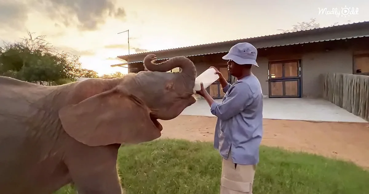 A man in a hat feeds a baby elephant with a bottle in a grassy area near a building.