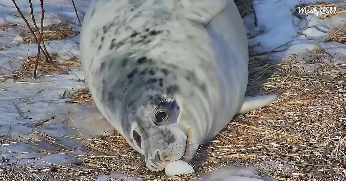 A seal lies on snowy ground, holding a white object in its mouth.