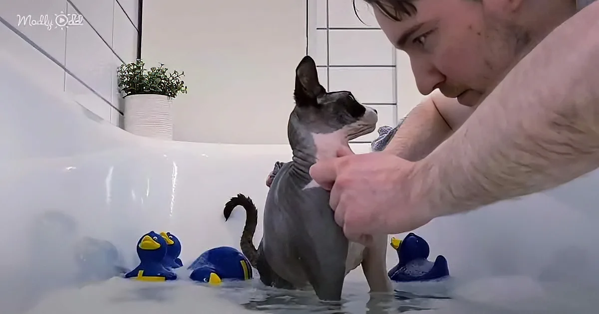 A man bathes a hairless cat in a tub with rubber ducks.