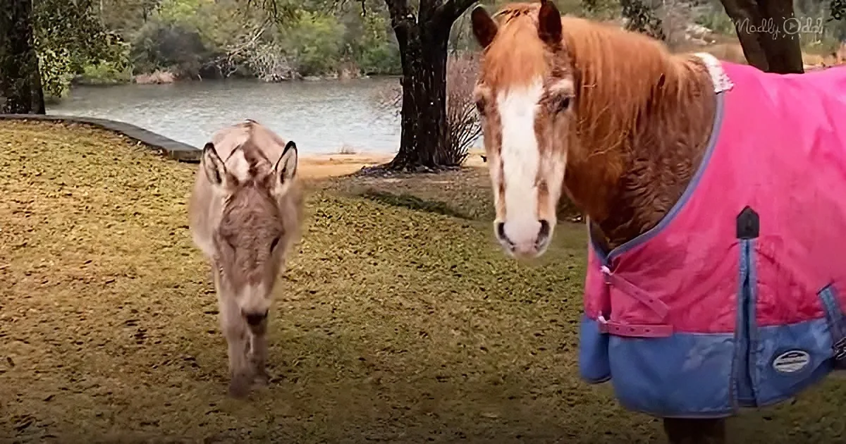 33-Year-Old Blind Pony Goes on Friendly Date With a Mini Donkey