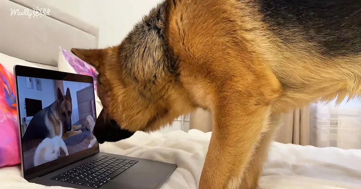 Extremely Intelligent German Shepherd Watches Himself on YouTube