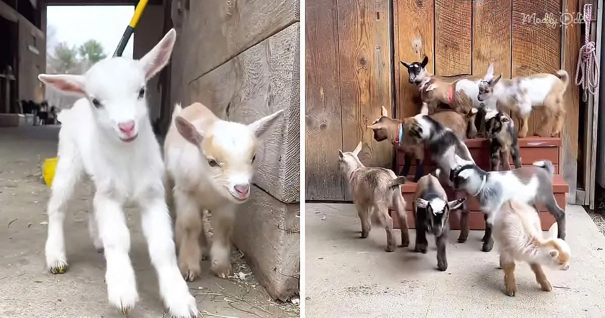 Two adorable baby goats stand close together, one white and one tan, in front of a wooden barn.