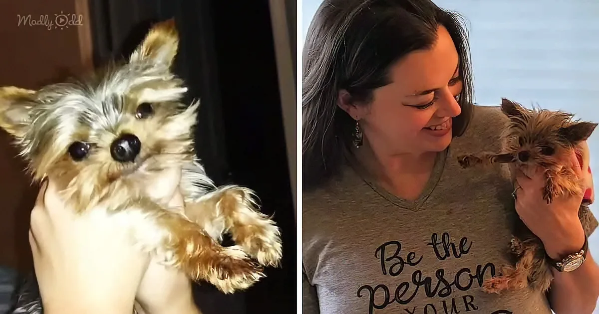 1.8 Pound Special Needs Rescue Dog Barks Like a Duck