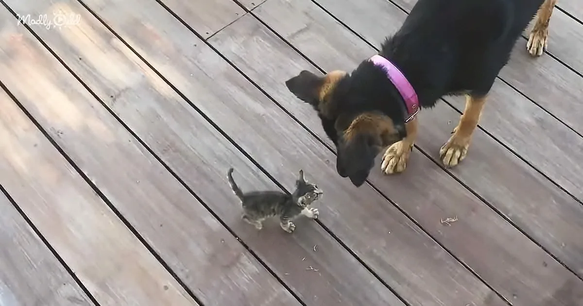 A small kitten stands on a wooden deck, facing a larger dog with a pink collar.