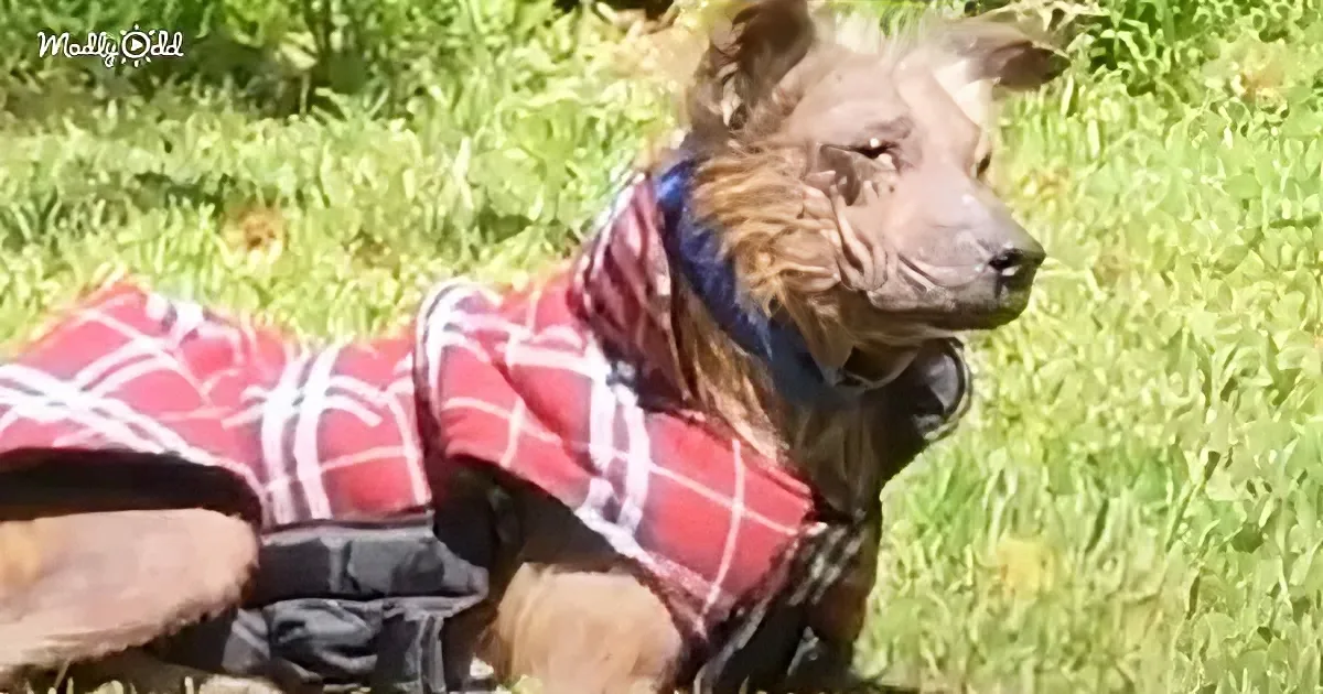How a Shell-Shocked Shaking Dog Recovers His Courage and Finds Love Again