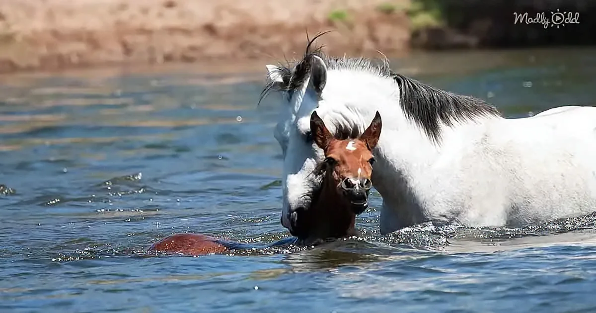 Filly Drowning in a River Is Rescued by Heroic Wild Stallion
