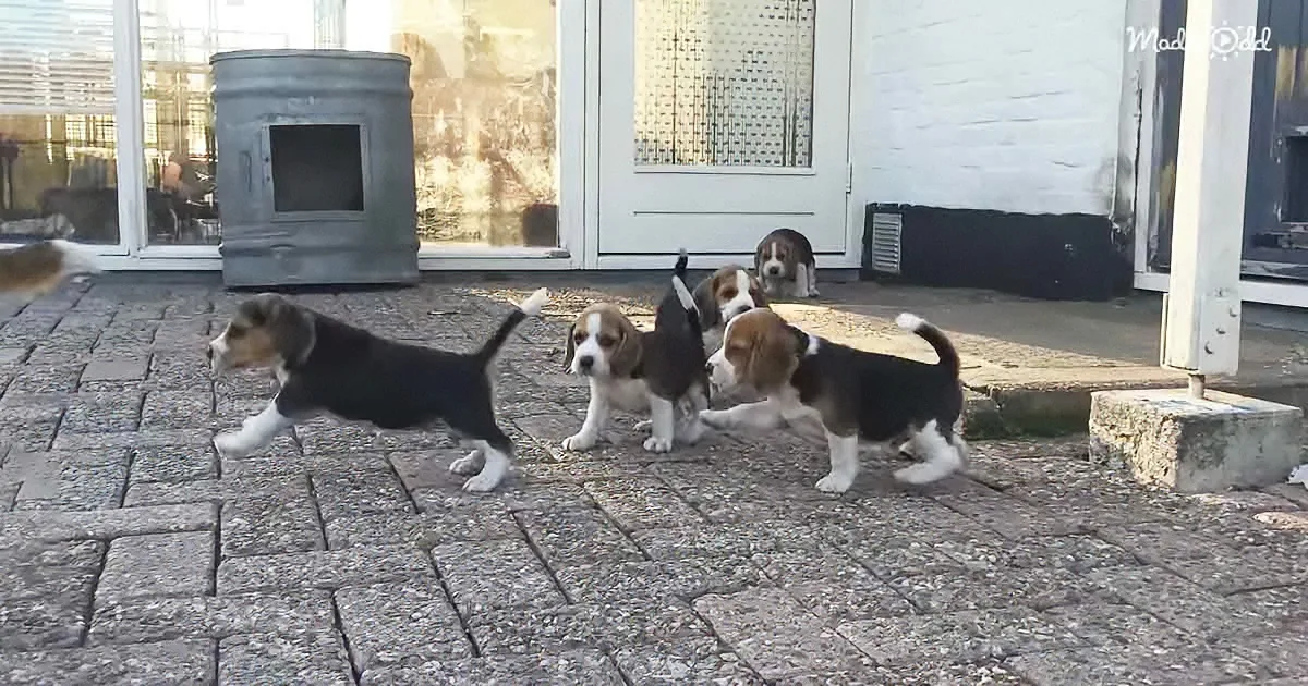 Five playful beagle puppies are running and playing on a stone patio outside a house.