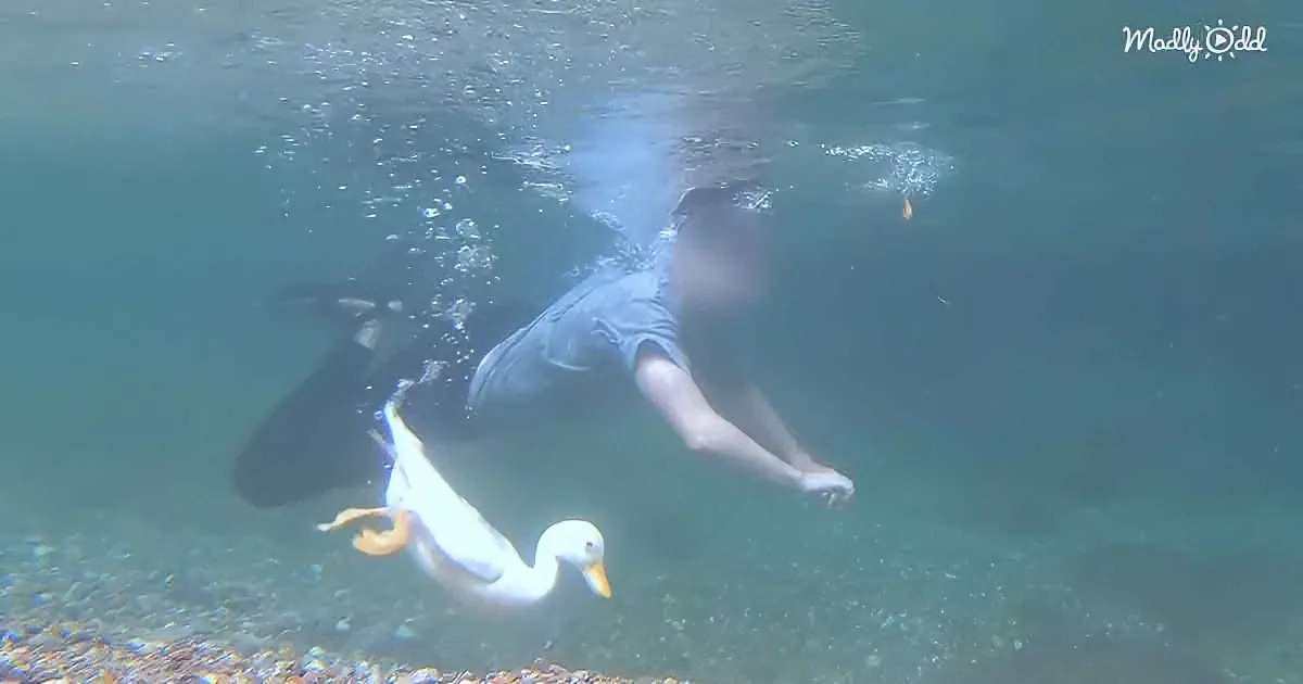A person swims underwater with bubbles, a white duck nearby, and pebbles on the bottom.