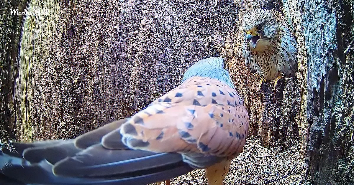 A kestrel perches on a tree trunk, its sharp talons gripping the bark, while another bird, possibly a pigeon, is...