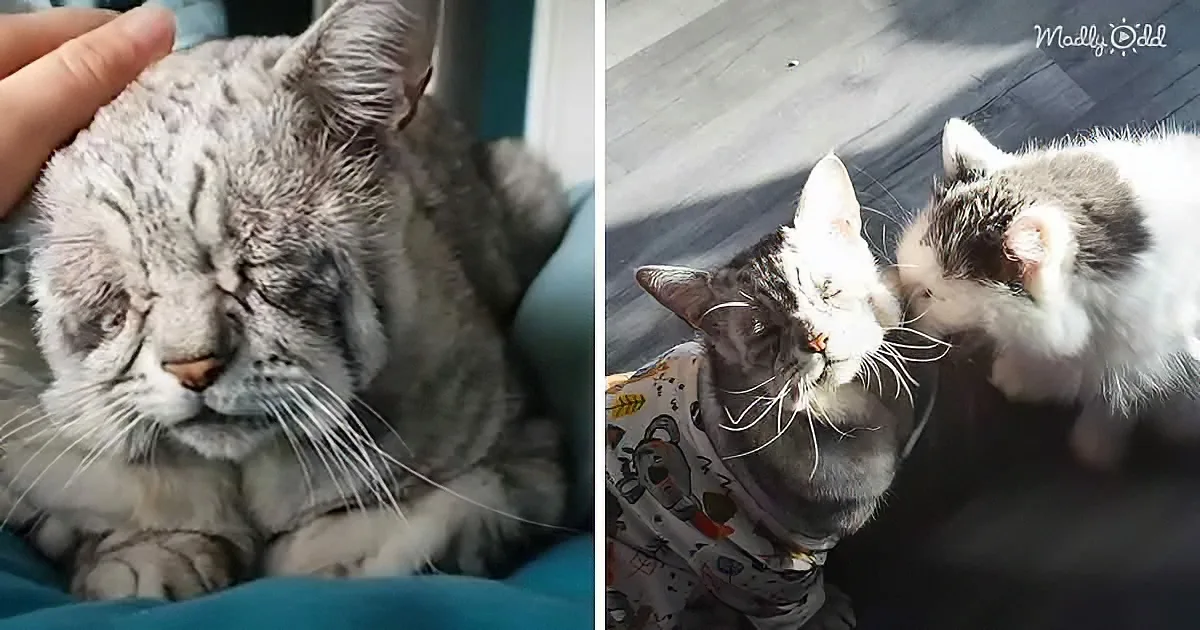 The Littlest Kitty Born With a Serious Face Has the Biggest Heart