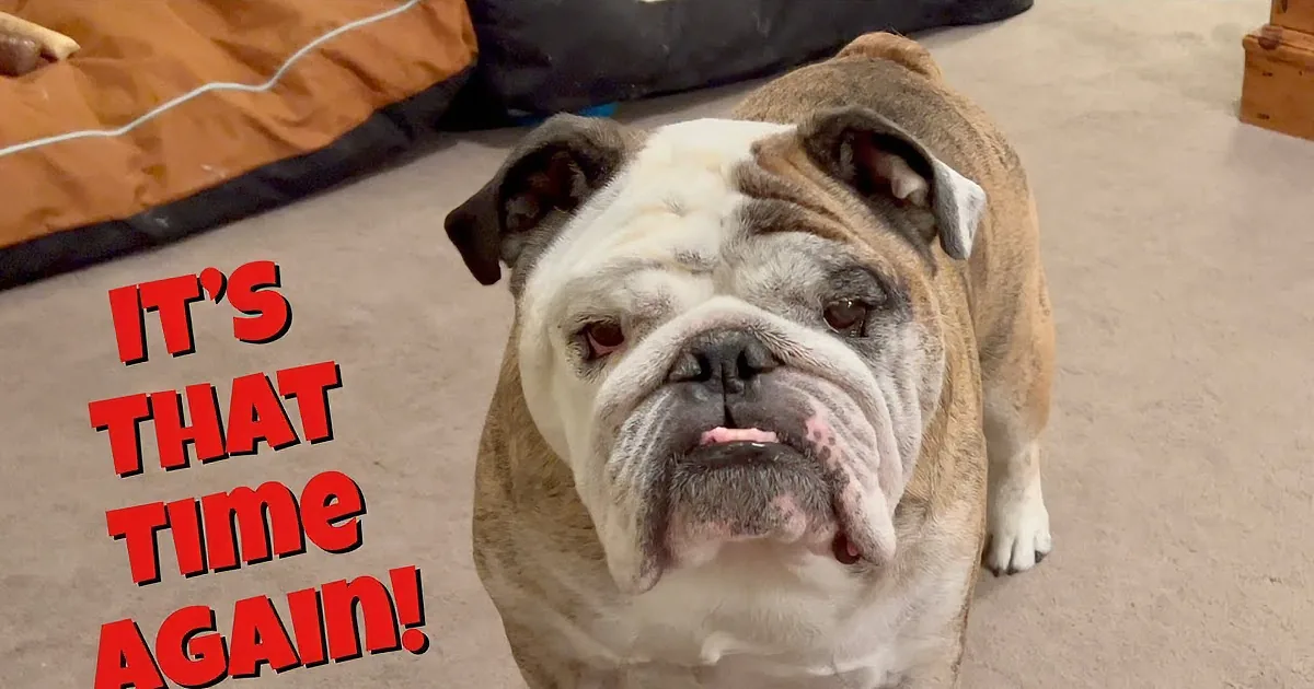 A bulldog with a wrinkled face and white and brown fur stands on a beige carpet.