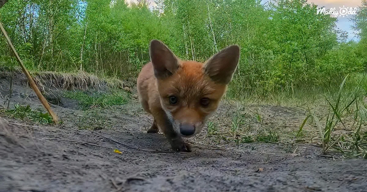 A curious fox puppy sniffs the ground in a forested area with greenery and a dirt path.