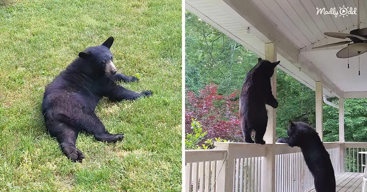 Two black bears, one lounging on grass, the other climbing a porch railing.