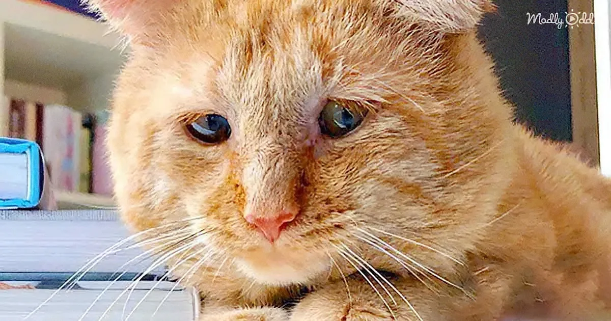 Former Tomcat With a Rough Past Purrs for the First Time