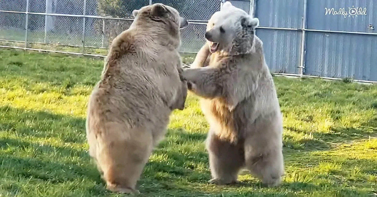 Two polar bears are playfully interacting on their hind legs in a grassy enclosure.
