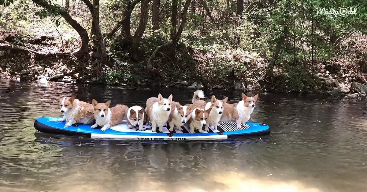 You Need to See These Eight Corgis on a Paddleboat