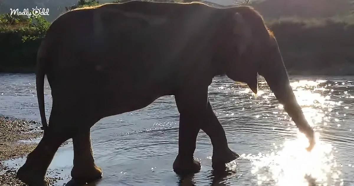73-Year-Old Abused Elephant Cries During Rescue