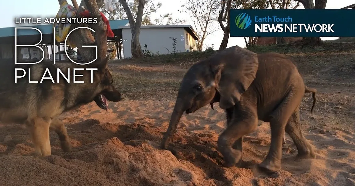 German Shepherd and Sick Baby Elephant Form an Unbreakable Bond