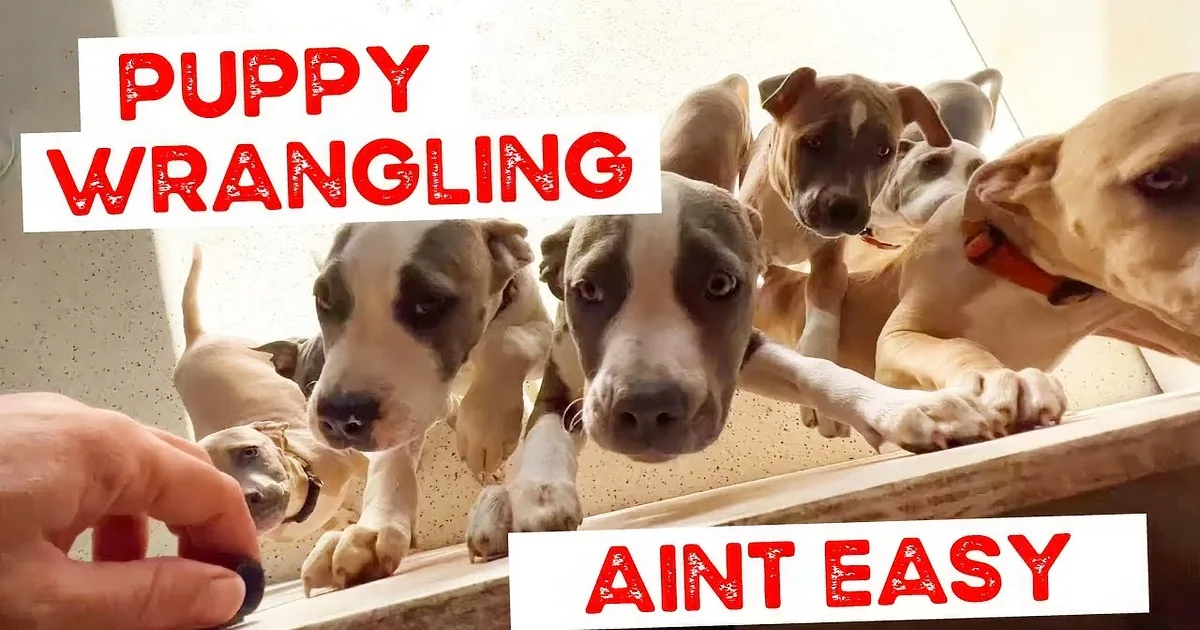 Six puppies of various colors and sizes are lined up on a ledge, looking down.