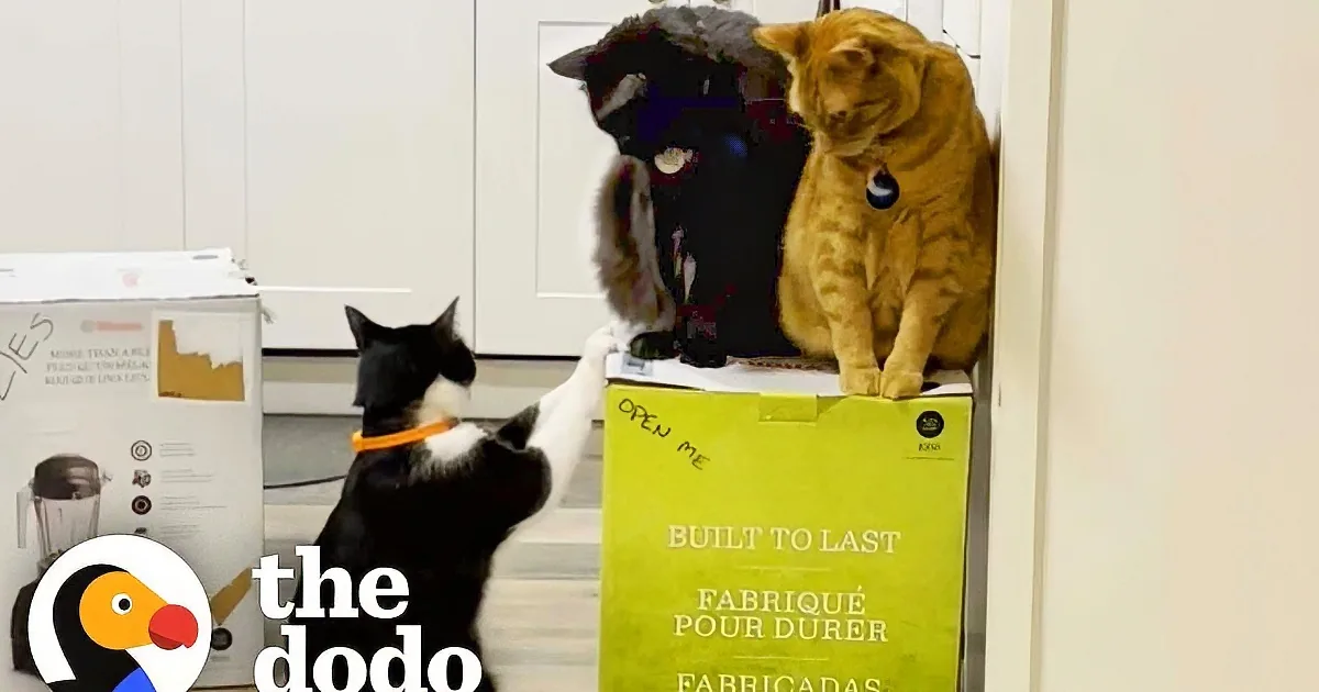 Two black cats and one orange cat sit on Vitamix boxes, one reaching out as if to touch another.
